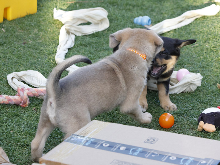 chinook dog